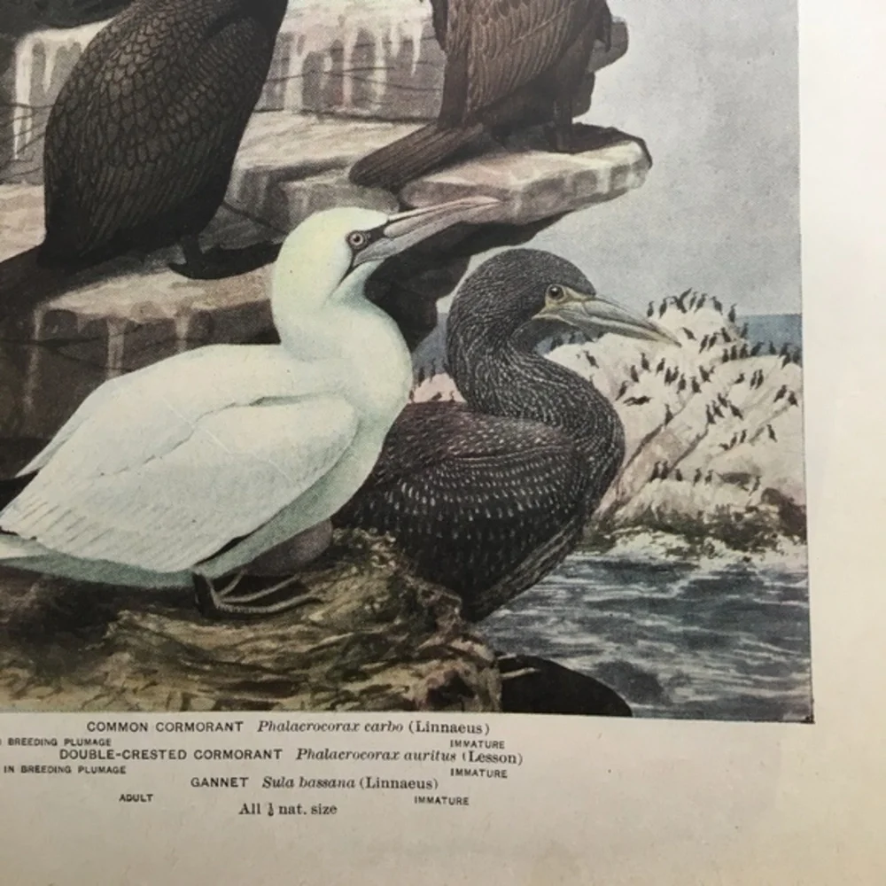 🖤5/$25 Antique Ornithological Bird Print Original 1913 vintage birds